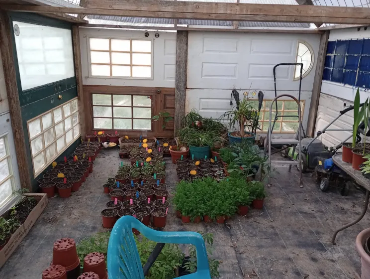 nomadic improvements,  greenhouse, inside, windows, white paint, plants, 