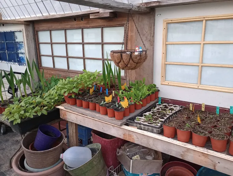 nomadic improvements greenhouse, inside, plants, 
